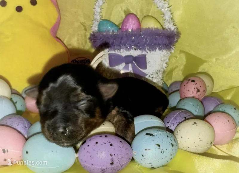 Traditional Female (Beige) – Yorkshire Terrier puppy for sale in New Braunfels, TX