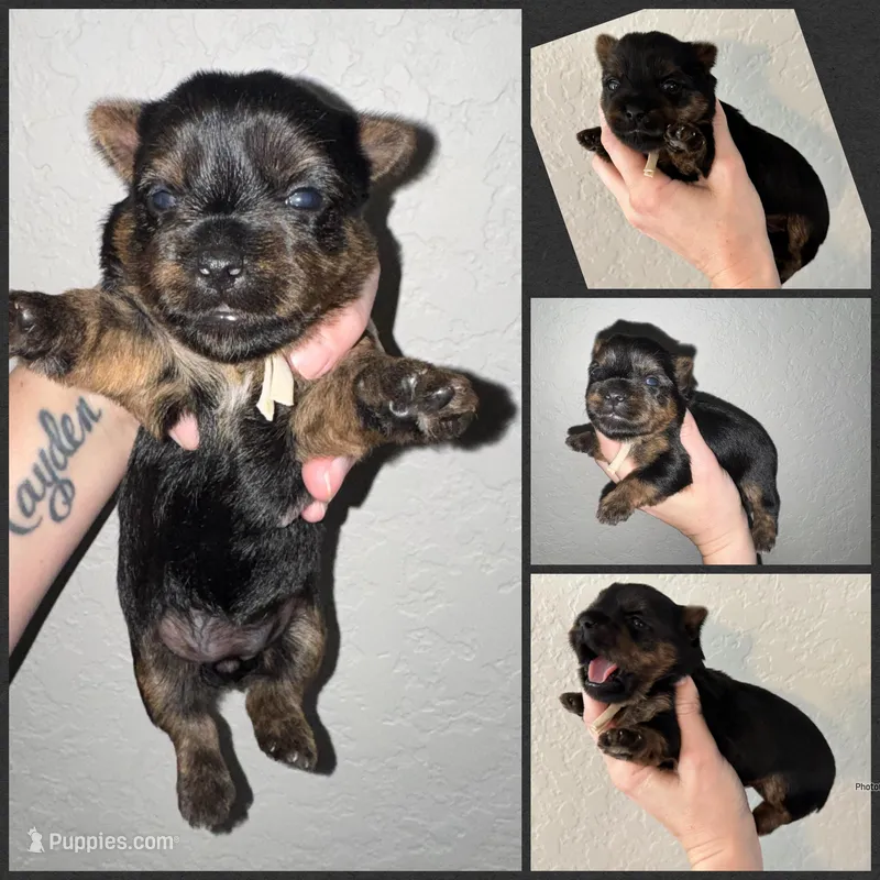 Traditional Female (Beige) – Yorkshire Terrier puppy for sale in New Braunfels, TX