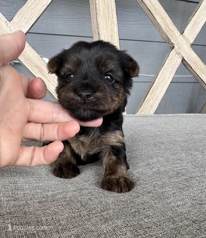 Traditional Female (Beige) – Yorkshire Terrier puppy for sale in New Braunfels, TX