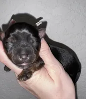 Traditional Female (Beige), a female Yorkshire Terrier for sale in New Braunfels, TX – Photo 2 of 3