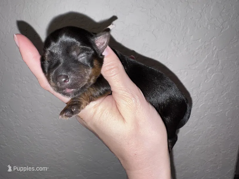 Traditional Female (Beige) – Yorkshire Terrier puppy for sale in New Braunfels, TX