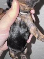 Traditional Female (Beige), a female Yorkshire Terrier for sale in New Braunfels, TX – Photo 3 of 3