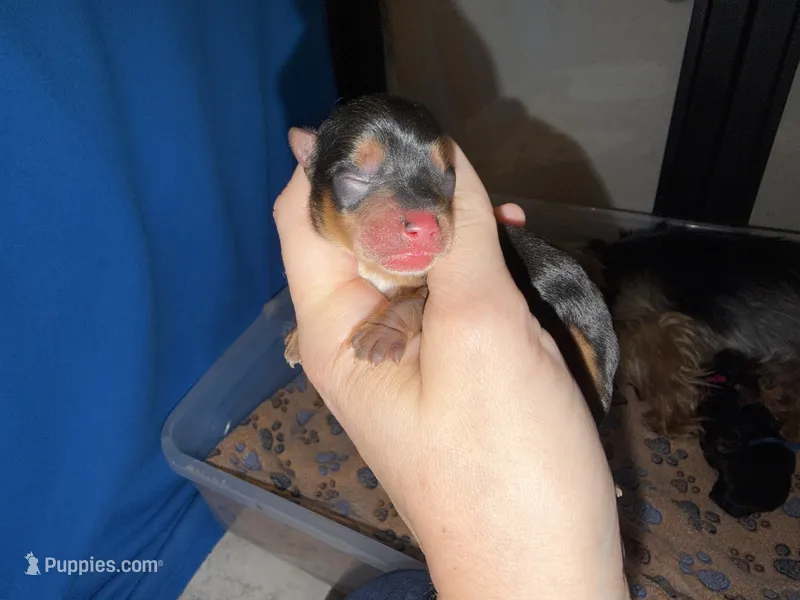 Traditional  red collar TINY – Yorkshire Terrier puppy for sale in New Braunfels, TX