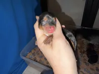 Traditional  red collar TINY, a male Yorkshire Terrier for sale in New Braunfels, TX – 1 of 2