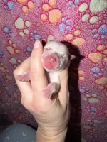 CKC male (black collar), a male Yorkshire Terrier for sale in New Braunfels, TX – 2 of 3