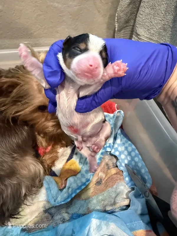 CKC REG RED COLLAL PARTI  – Yorkshire Terrier puppy for sale in New Braunfels, TX