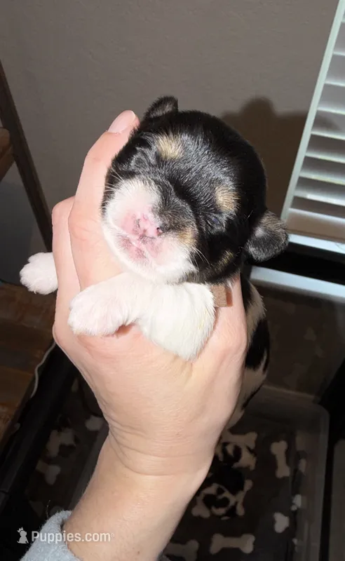 CKC REG Brown Collar Male  – Yorkshire Terrier puppy for sale in New Braunfels, TX