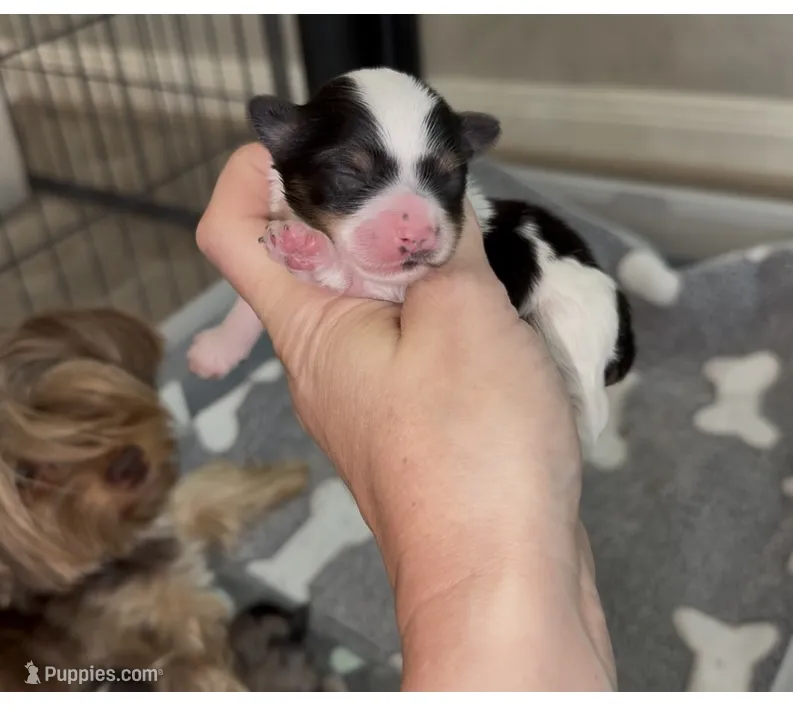 Parti (red collar) – Yorkshire Terrier puppy for sale in New Braunfels, TX