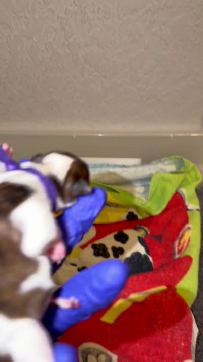Brindle Parti charting 5.5 p (PURPLE COLLAR), a female Yorkshire Terrier for sale in New Braunfels, TX – 4 of 4