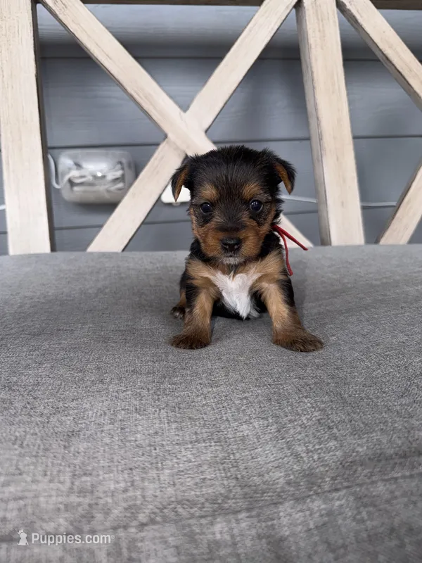 Traditional red collar  – Yorkshire Terrier puppy for sale in New Braunfels, TX