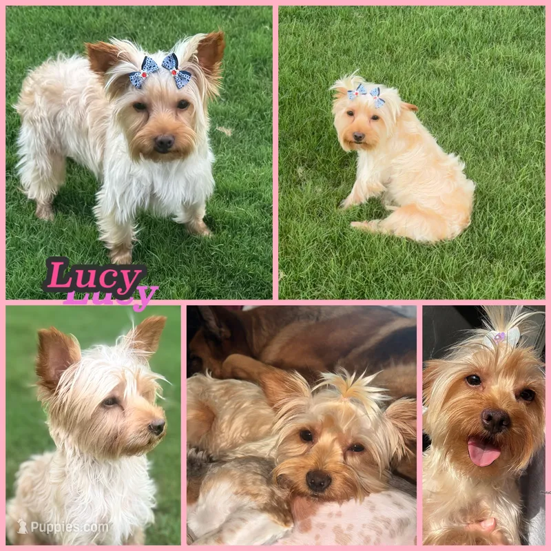 Lucy – Yorkshire Terrier puppy for sale in New Braunfels, TX