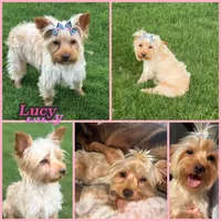 Lucy, a female Yorkshire Terrier for sale in New Braunfels, TX – 1 of 1