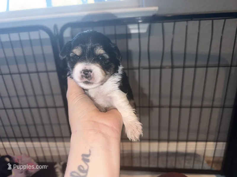 Grey collar  – Yorkshire Terrier puppy for sale in New Braunfels, TX