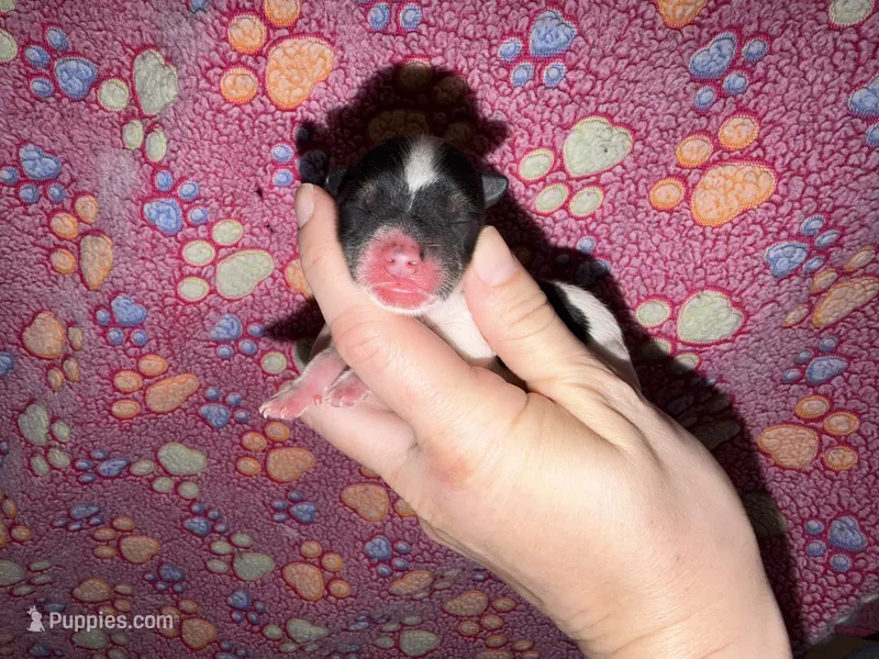 Ckc male (baby blue collar) – Yorkshire Terrier puppy for sale in New Braunfels, TX