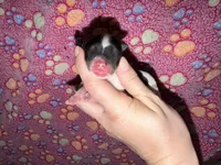 Ckc male (baby blue collar), a male Yorkshire Terrier for sale in New Braunfels, TX – 1 of 2