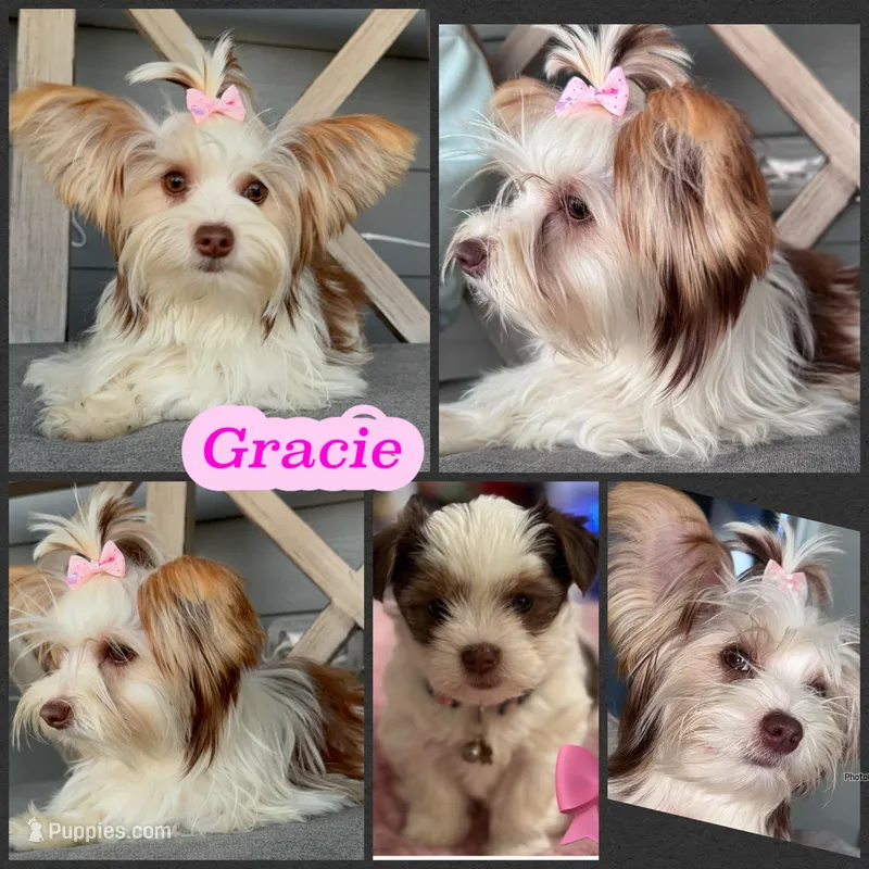Gracie, a female Yorkshire Terrier for sale in New Braunfels, TX – Photo 1 of 1