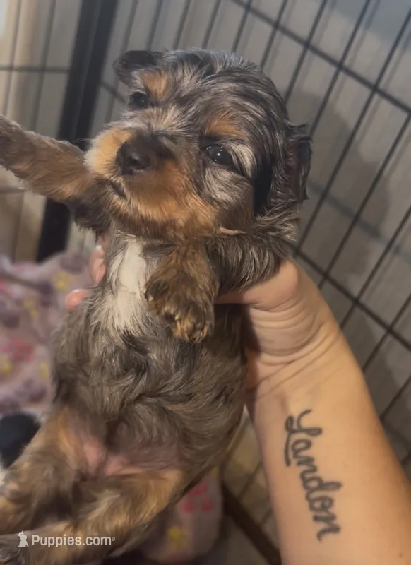 Blueberry Merle (pink collar) – Yorkshire Terrier puppy for sale in New Braunfels, TX