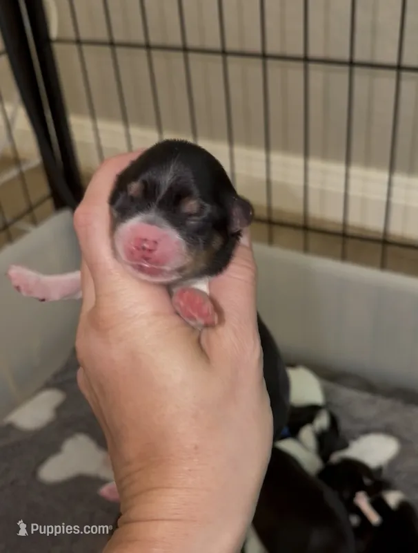 Grey collar  – Yorkshire Terrier puppy for sale in New Braunfels, TX
