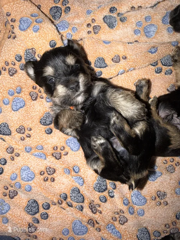 Traditional orange collar  – Yorkshire Terrier puppy for sale in New Braunfels, TX