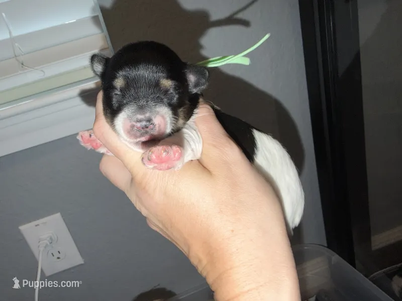 Light green collar  – Yorkshire Terrier puppy for sale in New Braunfels, TX