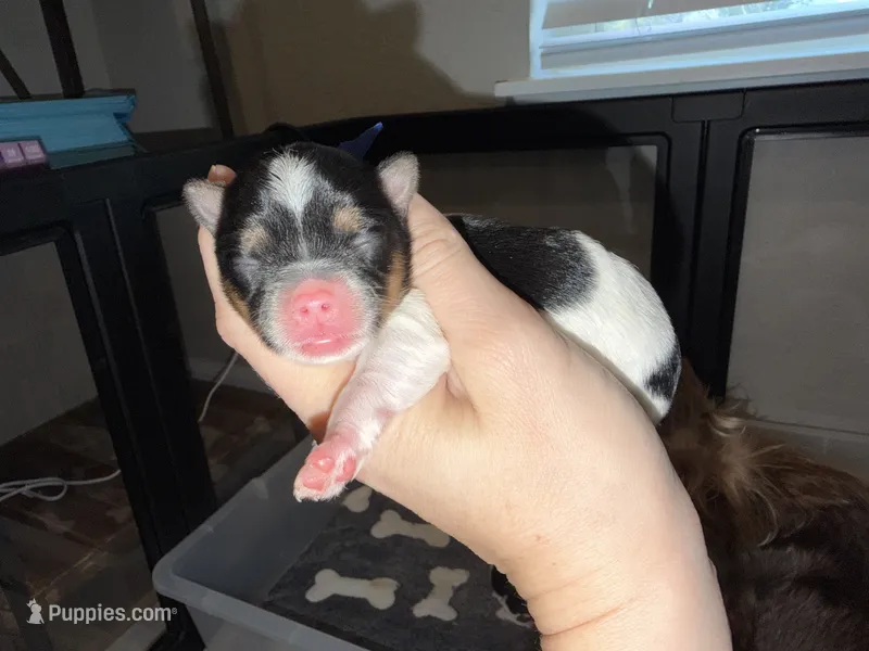 CKC REG Blue collar Male Parti – Yorkshire Terrier puppy for sale in New Braunfels, TX