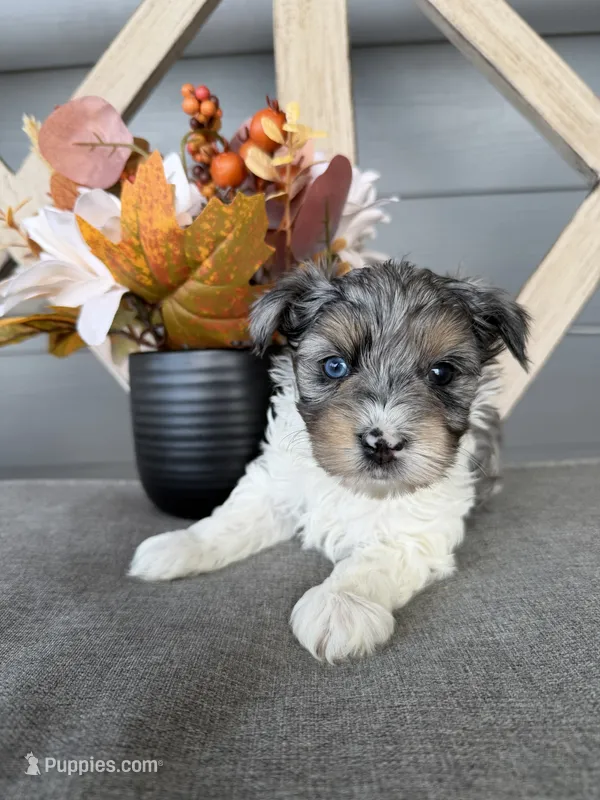 Chocoberry Merle (blue collar) – Yorkshire Terrier puppy for sale in New Braunfels, TX