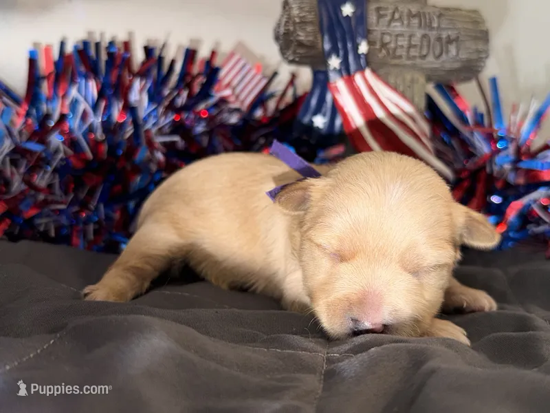 CKC Blonde Parti purple collar  – Yorkshire Terrier puppy for sale in New Braunfels, TX