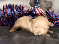 CKC Blonde Parti purple collar , a female Yorkshire Terrier for sale in New Braunfels, TX – 1 of 2