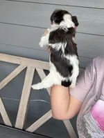 Brindle Parti female (pink collar) , a female Yorkshire Terrier for sale in New Braunfels, TX – 2 of 2