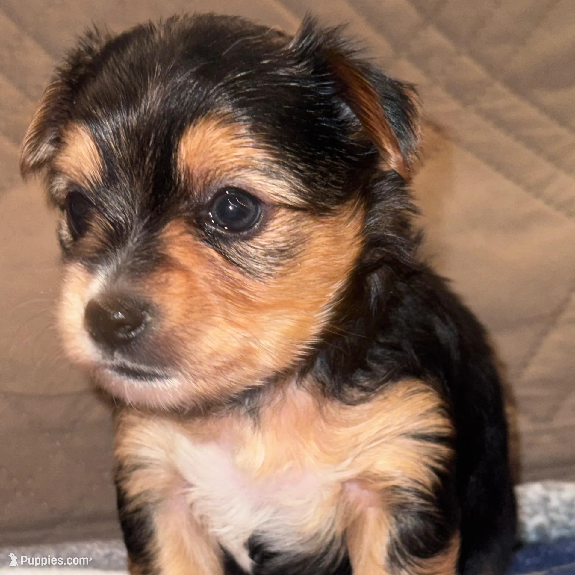 Registered female , a female Yorkshire Terrier for sale in New Braunfels, TX – Photo 1 of 4