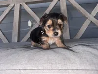 AKC/APRI/CKC female , a female Yorkshire Terrier for sale in New Braunfels, TX – Photo 4 of 4