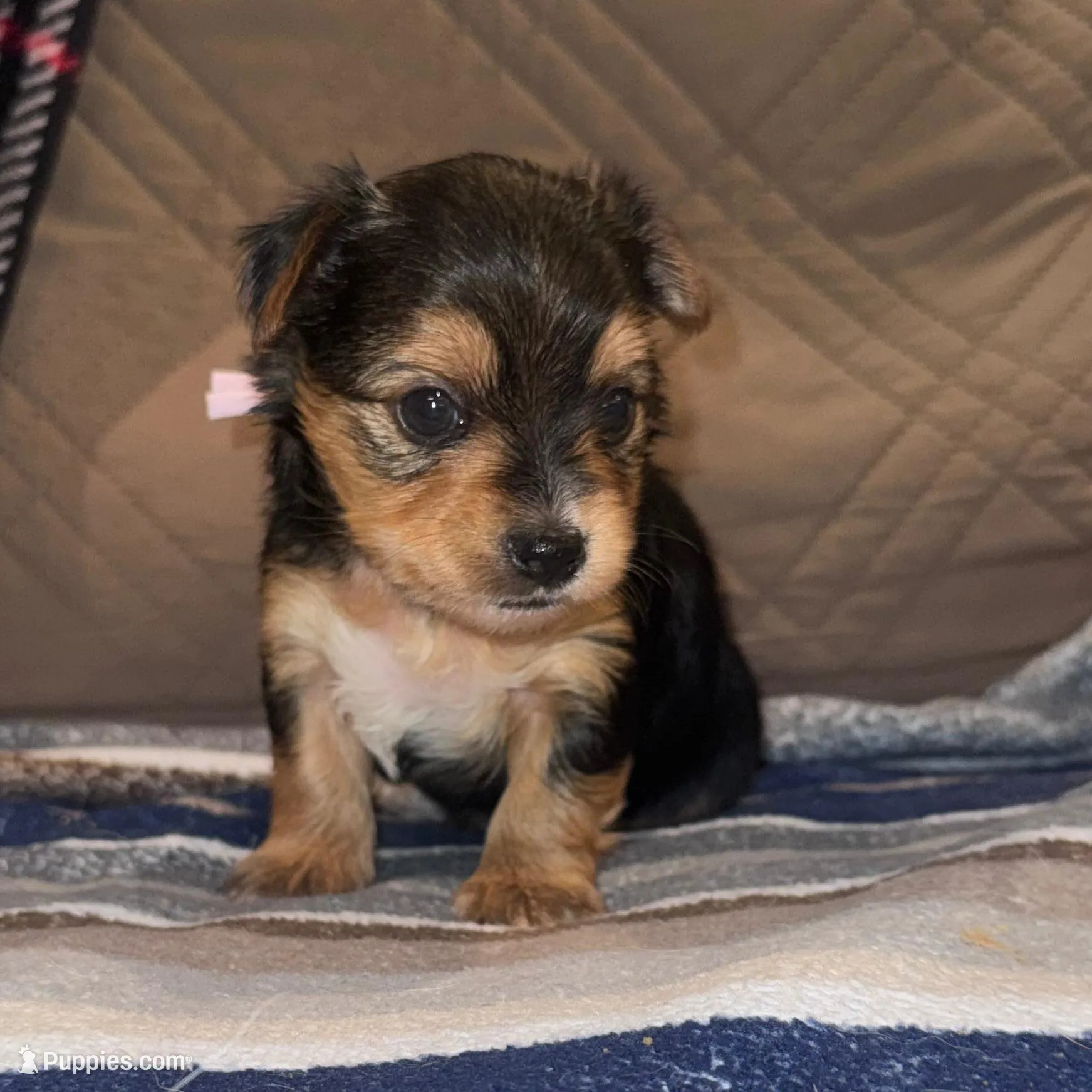 Registered female , a female Yorkshire Terrier for sale in New Braunfels, TX – Photo 2 of 4