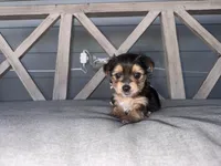 AKC/APRI/CKC female , a female Yorkshire Terrier for sale in New Braunfels, TX – Photo 1 of 4