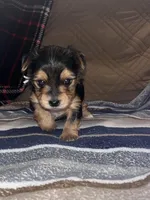 Registered female , a female Yorkshire Terrier for sale in New Braunfels, TX – Photo 4 of 4