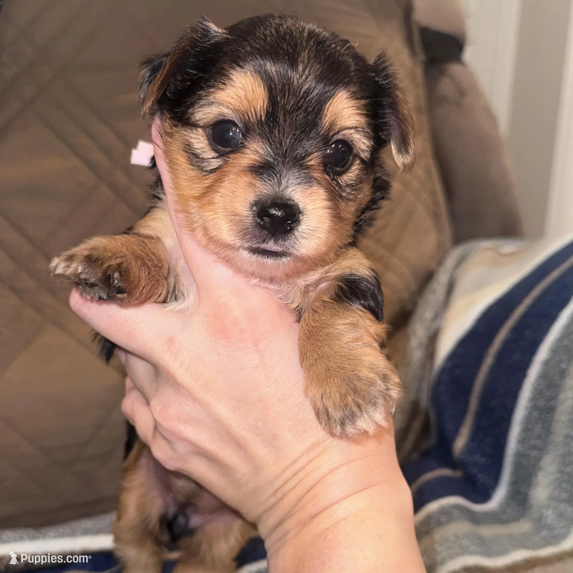 Registered female , a female Yorkshire Terrier for sale in New Braunfels, TX – Photo 3 of 4
