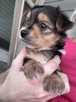 AKC/APRI/CKC female , a female Yorkshire Terrier for sale in New Braunfels, TX – Photo 3 of 4