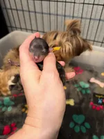 Blueberry Merle (yellow collar), a male Yorkshire Terrier for sale in New Braunfels, TX – 4 of 4