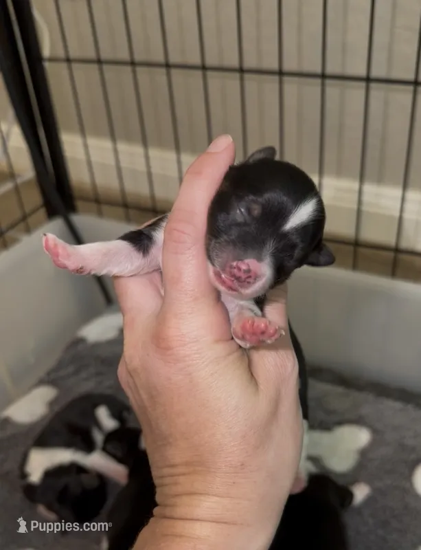 Light pink collar  – Yorkshire Terrier puppy for sale in New Braunfels, TX