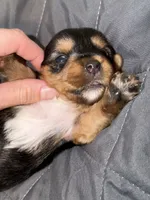 Traditional green collar , a male Yorkshire Terrier for sale in New Braunfels, TX – 2 of 2