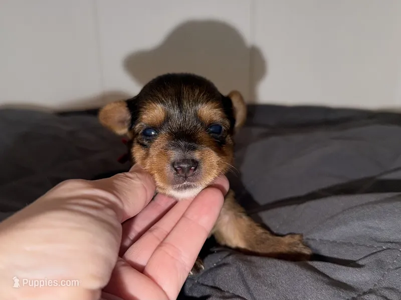Traditional red collar male   – Yorkshire Terrier puppy for sale in New Braunfels, TX