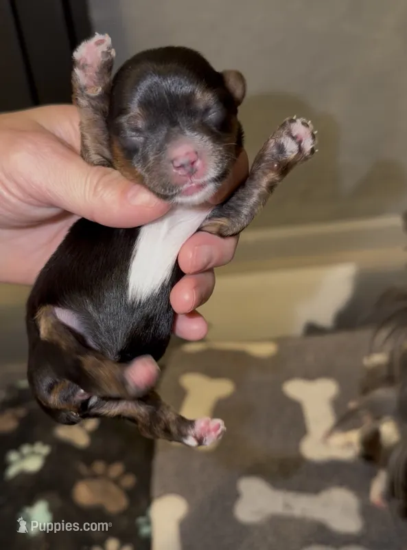 TINY CHARTing 4.5 pounds (LIGHT PINK COLLAR) – Yorkshire Terrier puppy for sale in New Braunfels, TX