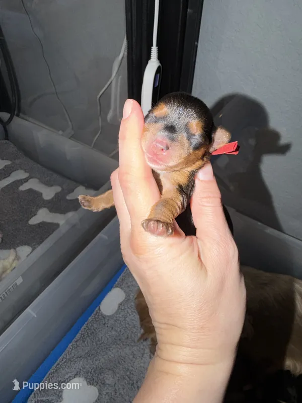 Charting 3.5-5 p red collar male   – Yorkshire Terrier puppy for sale in New Braunfels, TX
