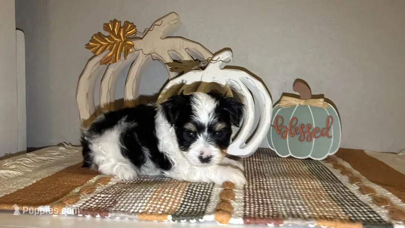 Parti (red collar) – Yorkshire Terrier puppy for sale in New Braunfels, TX