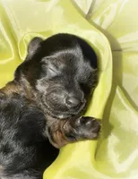 Traditional Female (purple), a female Yorkshire Terrier for sale in New Braunfels, TX – Photo 3 of 4