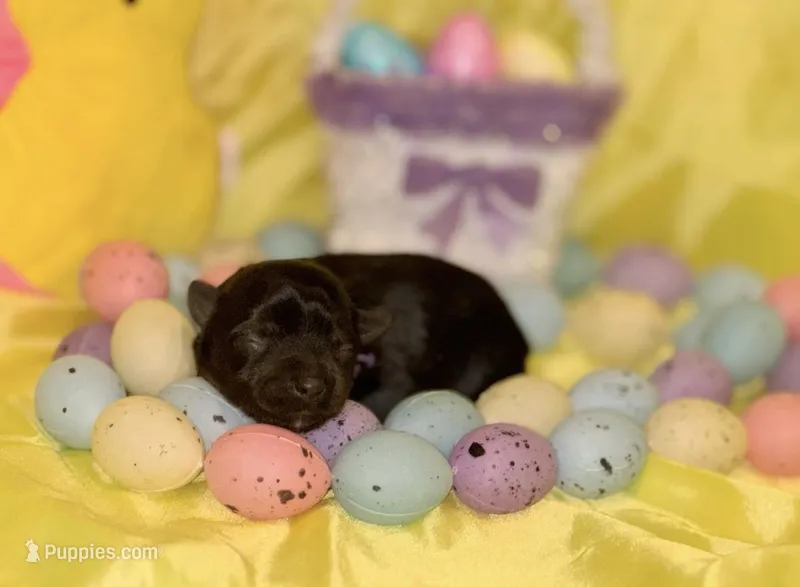 Traditional Female (purple) – Yorkshire Terrier puppy on hold in New Braunfels, TX