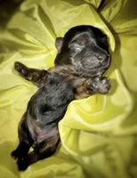 Traditional Female (purple), a female Yorkshire Terrier for sale in New Braunfels, TX – Photo 2 of 4