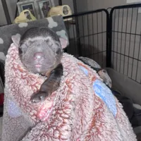 Traditional Female (purple), a female Yorkshire Terrier for sale in New Braunfels, TX – Photo 3 of 3