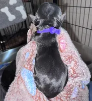 Traditional Female (purple), a female Yorkshire Terrier for sale in New Braunfels, TX – Photo 2 of 3