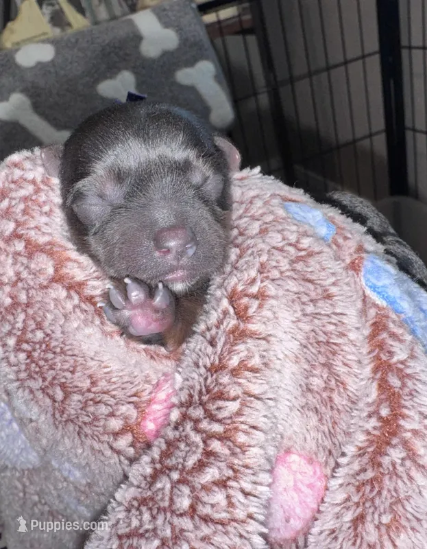 Traditional Female (purple) – Yorkshire Terrier puppy for sale in New Braunfels, TX