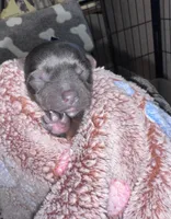 Traditional Female (purple), a female Yorkshire Terrier for sale in New Braunfels, TX – Photo 1 of 3